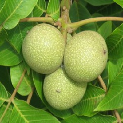 鄭州核桃苗批發(fā)