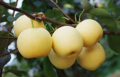 河南晚秋黃梨苗種植