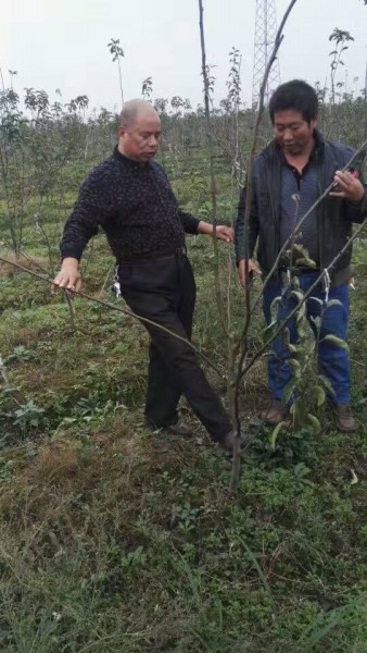 河南梨樹苗價(jià)格