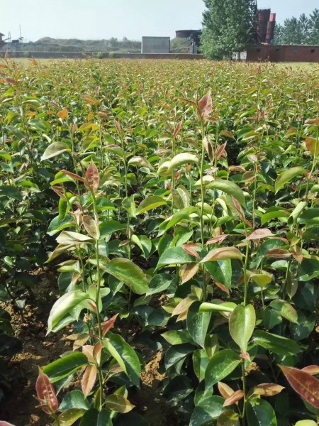 河南晚秋黃梨苗價(jià)格