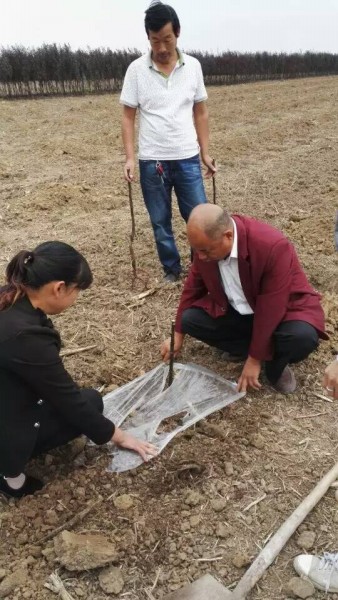 河南晚秋黃梨苗價格