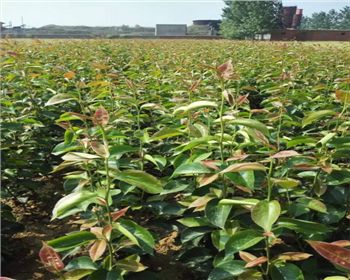 晚秋黃梨種苗成長中