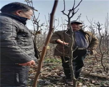 郟縣合作客戶[河南桃樹苗]