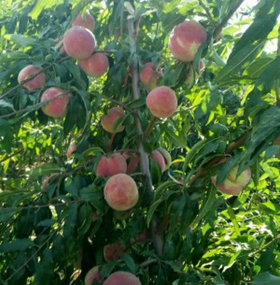 平頂山桃樹苗種植