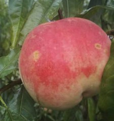 鄭州桃樹苗價(jià)格