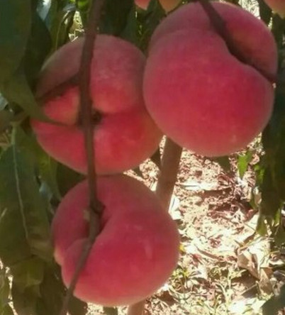 湖北桃樹苗價(jià)格