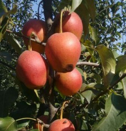 河南梨樹(shù)苗零售