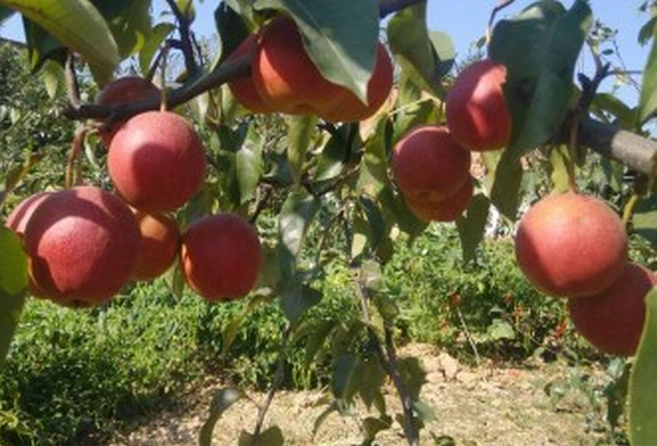 安徽梨樹(shù)苗零售