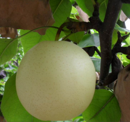 河南梨樹苗種植