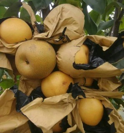 平頂山梨樹苗價格