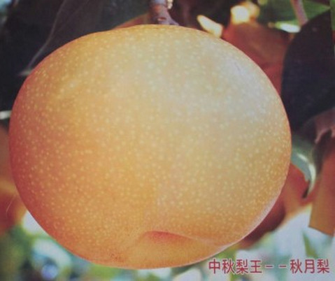 安徽梨樹苗哪家好