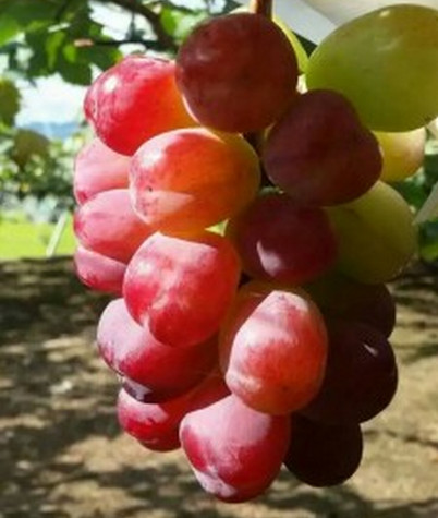 河南梨樹苗零售