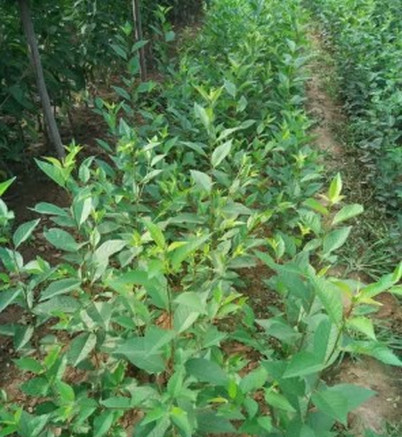 平頂山櫻桃苗價(jià)格