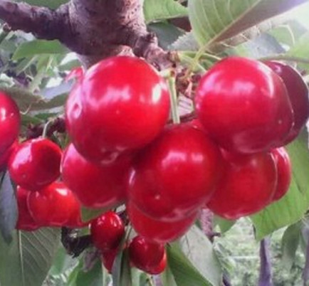 安徽櫻桃苗價(jià)格