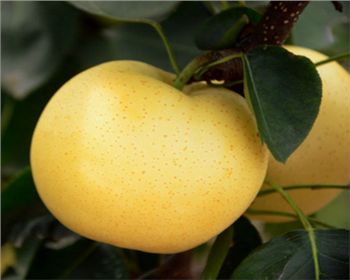 梨樹苗基地[黃金梨]