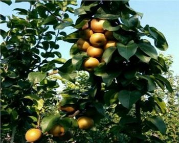 梨樹苗種植[秋月梨]