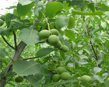 安徽核桃苗[中農(nóng)短枝]