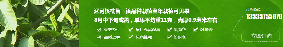 河南晚秋黃梨苗哪家好