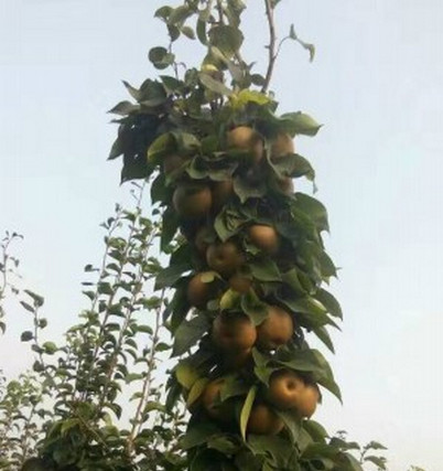 安徽梨樹苗價格