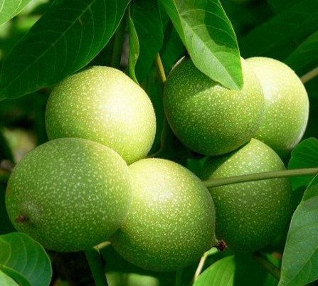 平頂山核桃苗基地 平頂山核桃苗基地