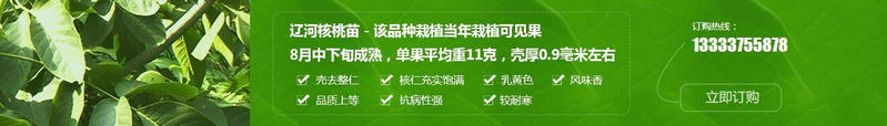 鄭州核桃苗批發(fā)
