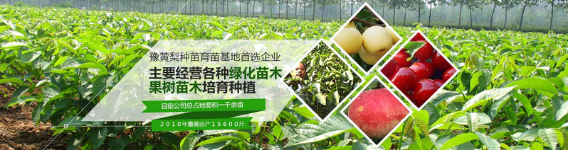 安徽核桃苗基地