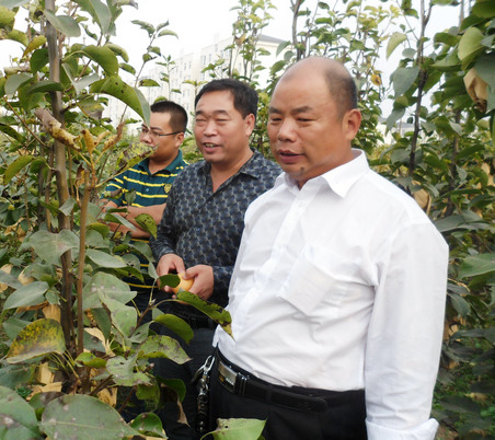 河南梨樹(shù)苗價(jià)格