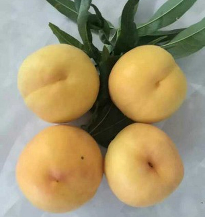 河南桃樹苗價格