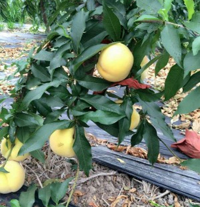 河南桃樹苗價格