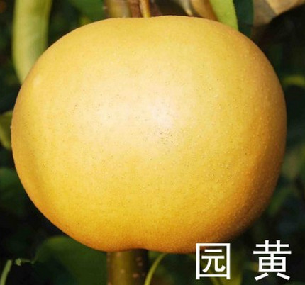 河南梨樹(shù)苗品種
