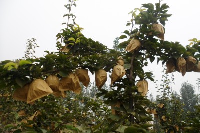 平頂山晚秋黃梨苗零售