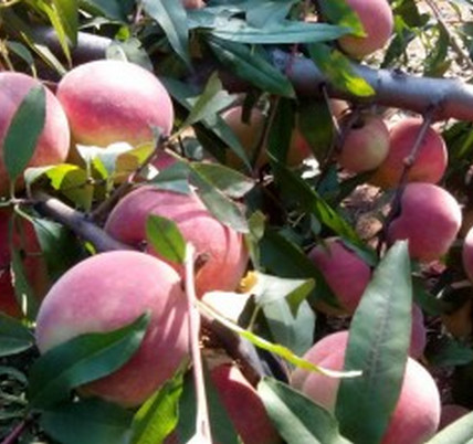 平頂山桃樹苗價(jià)格