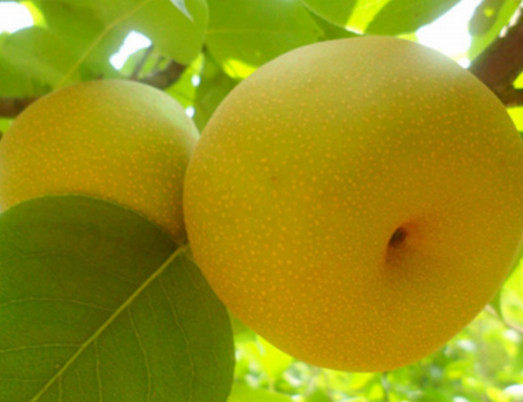 河南晚秋黃梨苗價格