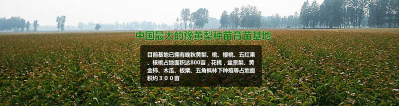 安徽梨樹(shù)苗哪家好