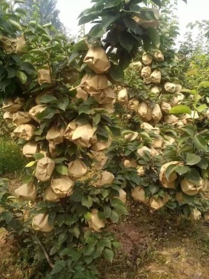 安徽晚秋黃梨苗價格