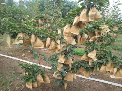 鄭州晚秋黃梨苗價(jià)格