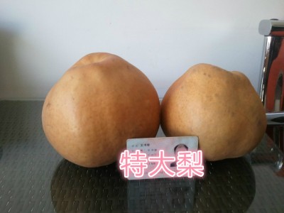 河南晚秋黃梨苗哪家好