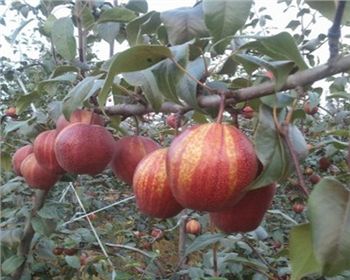 河南晚秋黃梨苗基地告訴你它的養(yǎng)護都需注意什么