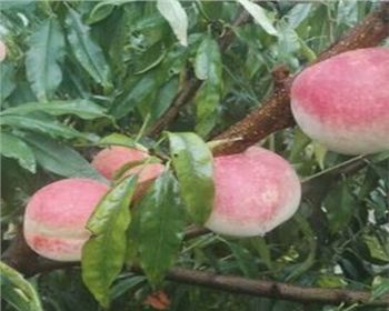 湖北桃樹苗告訴你的它的追肥方法