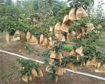 鄭州晚秋黃梨苗淺談它的種植經(jīng)驗(yàn)