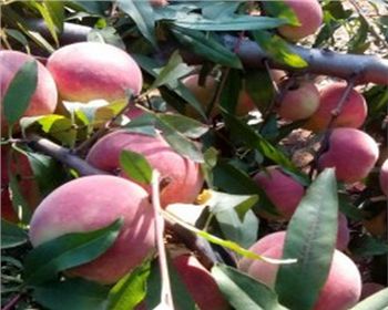 平頂山桃樹苗告訴你如何進(jìn)行疏花疏果