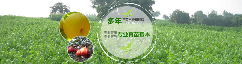 貴州梨樹苗價格