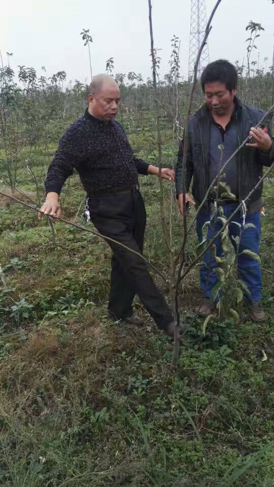 河南桃樹苗種植