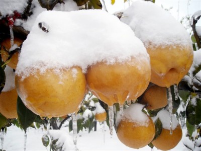 河南晚秋黃梨苗價(jià)格