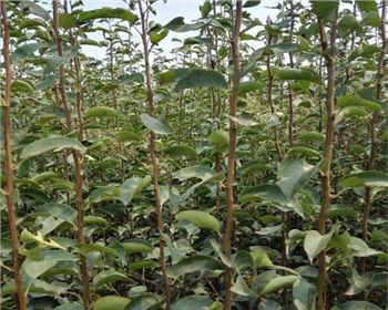 河南晚秋黃梨苗高產栽培---保葉