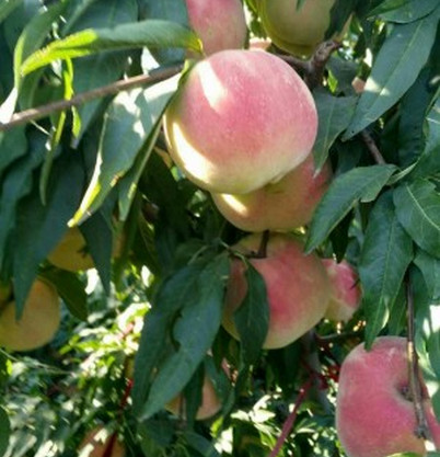 舞鋼市桃樹苗批發(fā)告訴您河南桃樹苗的種植方法