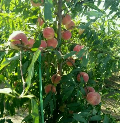 河南桃樹苗種植