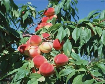 夏季河南桃樹(shù)苗應(yīng)該怎樣修剪？