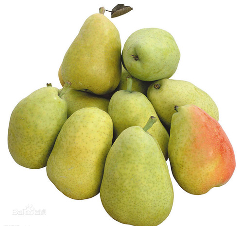 河南梨樹苗基地 河南梨樹苗基地