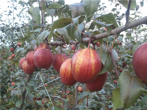 河南梨樹苗基地 河南梨樹苗基地
